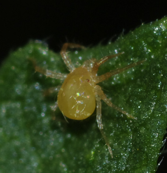 Anystidae Anystinae